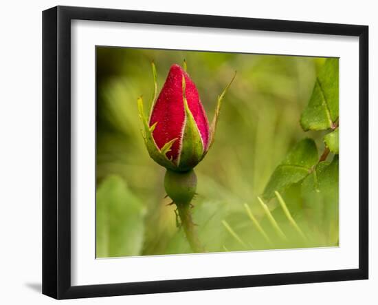 China Rose, garden rose-Michael Scheufler-Framed Photographic Print