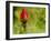 China Rose, garden rose-Michael Scheufler-Framed Photographic Print