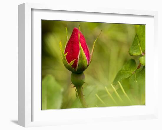 China Rose, garden rose-Michael Scheufler-Framed Photographic Print