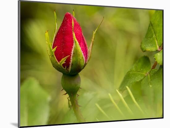 China Rose, garden rose-Michael Scheufler-Mounted Photographic Print