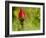 China Rose, garden rose-Michael Scheufler-Framed Photographic Print