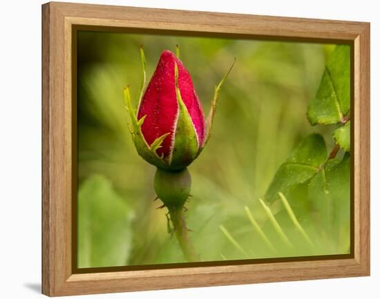 China Rose, garden rose-Michael Scheufler-Framed Premier Image Canvas