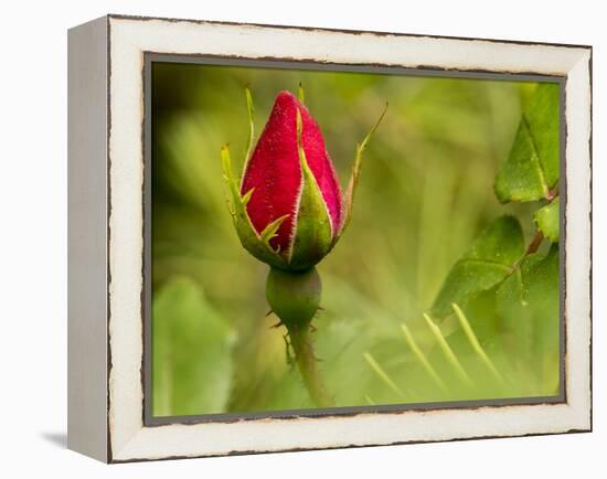 China Rose, garden rose-Michael Scheufler-Framed Premier Image Canvas