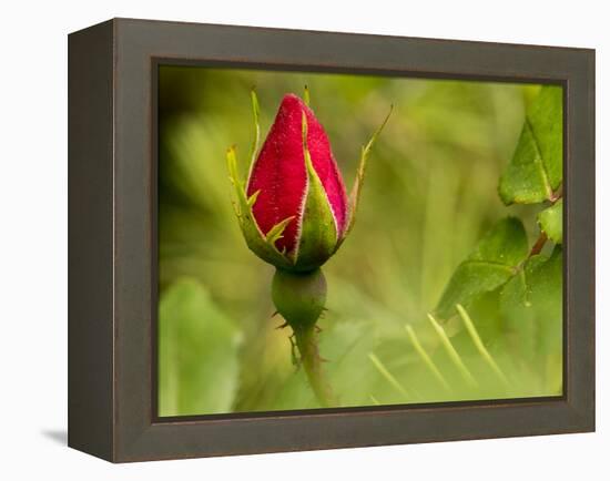 China Rose, garden rose-Michael Scheufler-Framed Premier Image Canvas