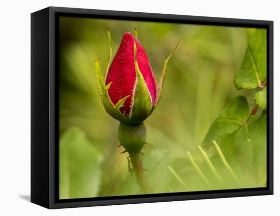 China Rose, garden rose-Michael Scheufler-Framed Premier Image Canvas