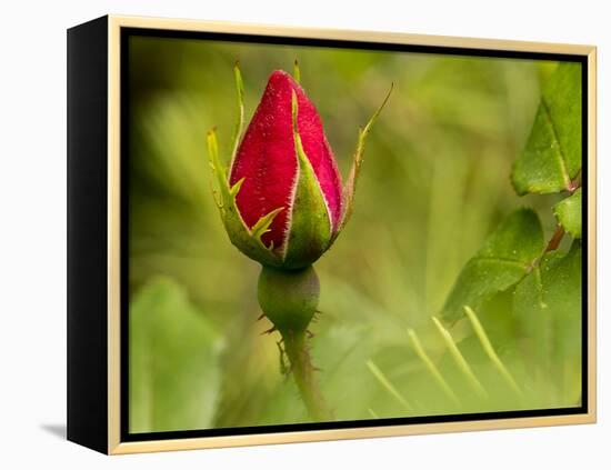 China Rose, garden rose-Michael Scheufler-Framed Premier Image Canvas