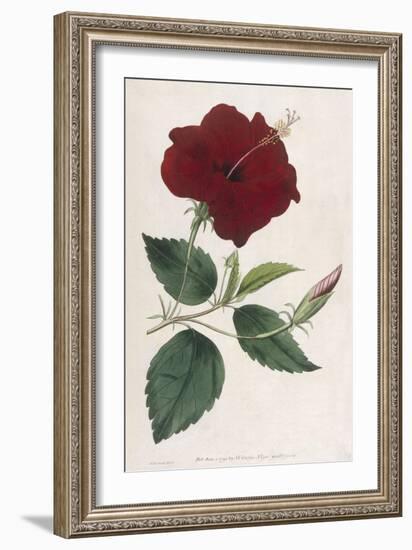 China Rose Hibiscus-William Curtis-Framed Art Print