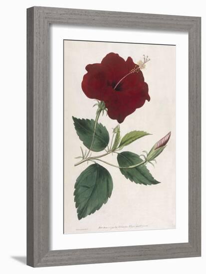 China Rose Hibiscus-William Curtis-Framed Art Print