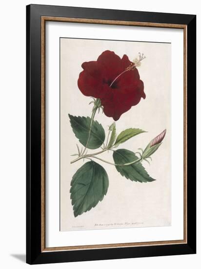 China Rose Hibiscus-William Curtis-Framed Art Print