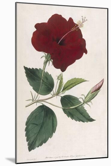 China Rose Hibiscus-William Curtis-Mounted Art Print