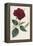 China Rose Hibiscus-William Curtis-Framed Stretched Canvas