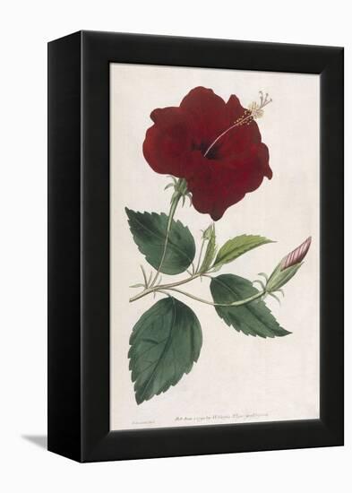 China Rose Hibiscus-William Curtis-Framed Stretched Canvas
