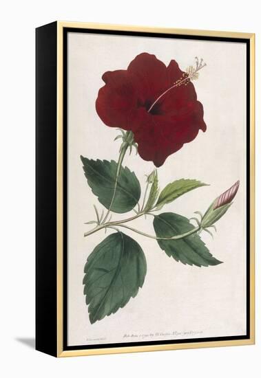 China Rose Hibiscus-William Curtis-Framed Stretched Canvas