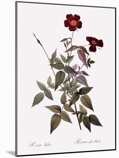 China Rose-Pierre Joseph Redoute-Mounted Giclee Print