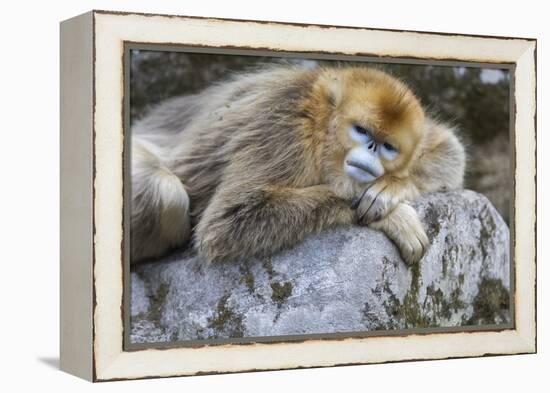 China, Shaanxi Province, Foping National Nature Reserve. Golden snub-nosed monkey. An adult female-Ellen Goff-Framed Premier Image Canvas