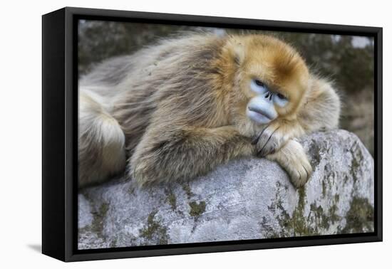 China, Shaanxi Province, Foping National Nature Reserve. Golden snub-nosed monkey. An adult female-Ellen Goff-Framed Premier Image Canvas