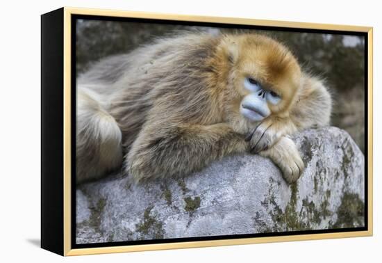 China, Shaanxi Province, Foping National Nature Reserve. Golden snub-nosed monkey. An adult female-Ellen Goff-Framed Premier Image Canvas