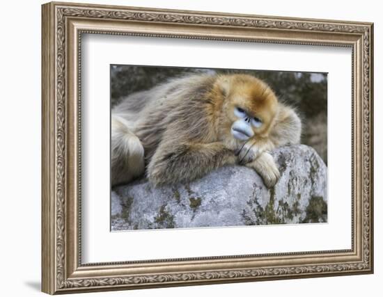 China, Shaanxi Province, Foping National Nature Reserve. Golden snub-nosed monkey. An adult female-Ellen Goff-Framed Photographic Print