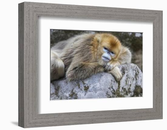 China, Shaanxi Province, Foping National Nature Reserve. Golden snub-nosed monkey. An adult female-Ellen Goff-Framed Photographic Print