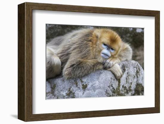 China, Shaanxi Province, Foping National Nature Reserve. Golden snub-nosed monkey. An adult female-Ellen Goff-Framed Photographic Print