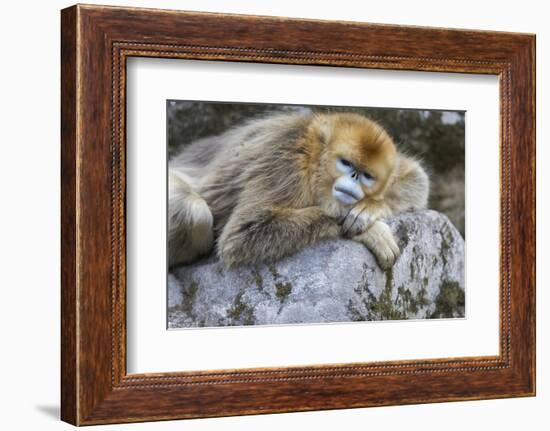 China, Shaanxi Province, Foping National Nature Reserve. Golden snub-nosed monkey. An adult female-Ellen Goff-Framed Photographic Print