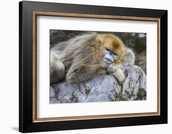 China, Shaanxi Province, Foping National Nature Reserve. Golden snub-nosed monkey. An adult female-Ellen Goff-Framed Photographic Print