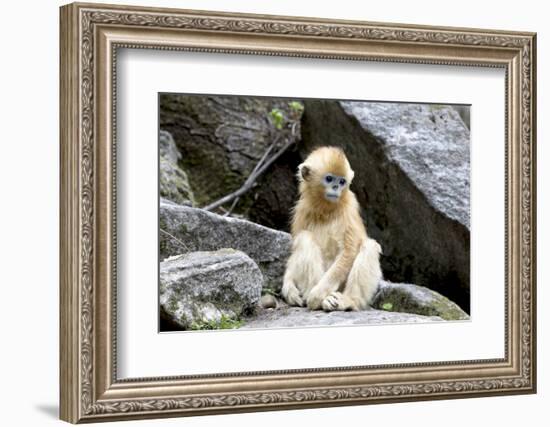 China, Shaanxi Province, Foping National Nature Reserve. Golden snub-nosed monkey. Juvenile monkey -Ellen Goff-Framed Photographic Print