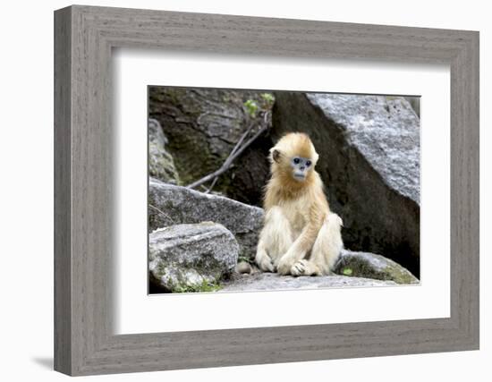 China, Shaanxi Province, Foping National Nature Reserve. Golden snub-nosed monkey. Juvenile monkey -Ellen Goff-Framed Photographic Print