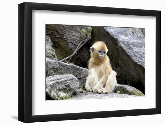 China, Shaanxi Province, Foping National Nature Reserve. Golden snub-nosed monkey. Juvenile monkey -Ellen Goff-Framed Photographic Print