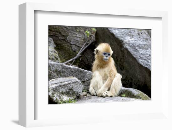 China, Shaanxi Province, Foping National Nature Reserve. Golden snub-nosed monkey. Juvenile monkey -Ellen Goff-Framed Photographic Print