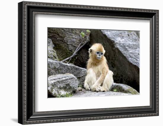 China, Shaanxi Province, Foping National Nature Reserve. Golden snub-nosed monkey. Juvenile monkey -Ellen Goff-Framed Photographic Print