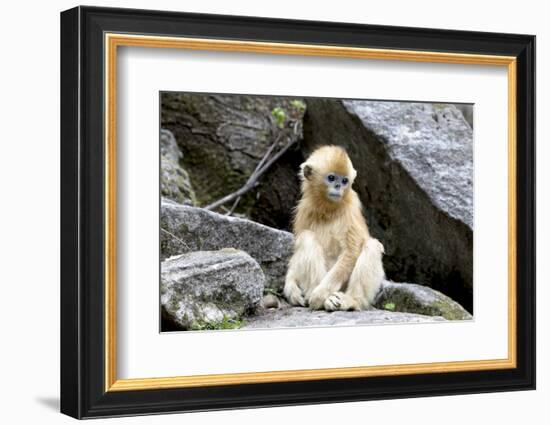 China, Shaanxi Province, Foping National Nature Reserve. Golden snub-nosed monkey. Juvenile monkey -Ellen Goff-Framed Photographic Print