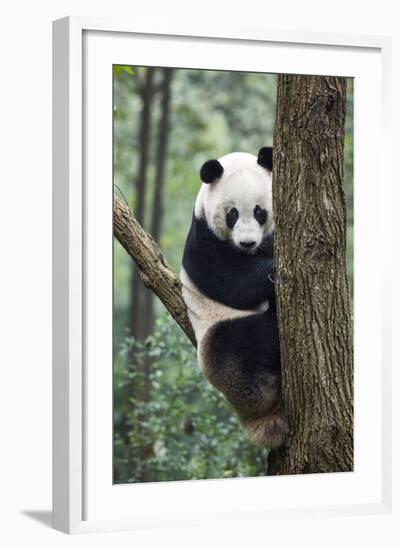 China, Sichuan, Chengdu, Giant Panda Bear at Chengdu Research Base-Paul Souders-Framed Photographic Print