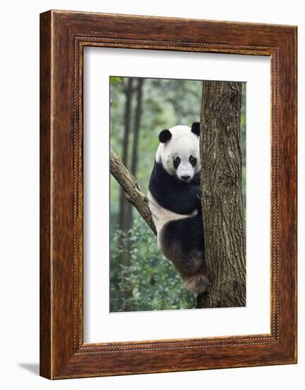 China, Sichuan, Chengdu, Giant Panda Bear at Chengdu Research Base-Paul Souders-Framed Photographic Print