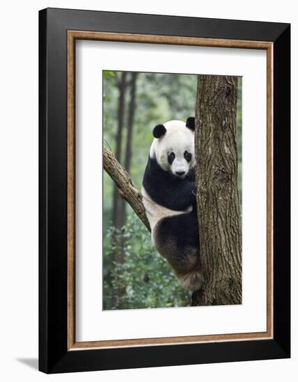 China, Sichuan, Chengdu, Giant Panda Bear at Chengdu Research Base-Paul Souders-Framed Photographic Print