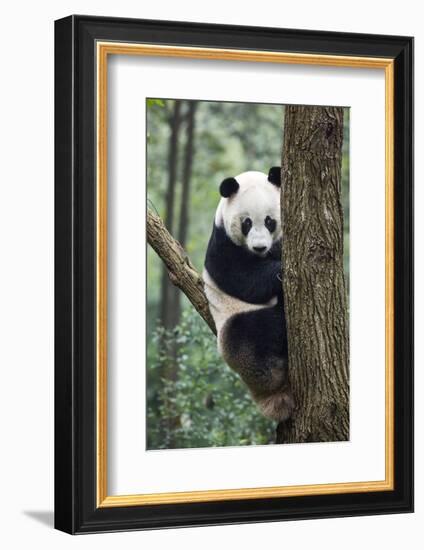 China, Sichuan, Chengdu, Giant Panda Bear at Chengdu Research Base-Paul Souders-Framed Photographic Print