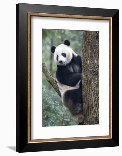 China, Sichuan, Chengdu, Giant Panda Bear at Chengdu Research Base-Paul Souders-Framed Photographic Print