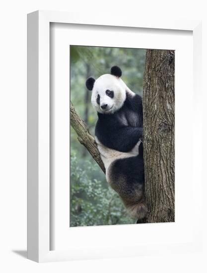 China, Sichuan, Chengdu, Giant Panda Bear at Chengdu Research Base-Paul Souders-Framed Photographic Print