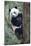 China, Sichuan, Chengdu, Giant Panda Bear at Chengdu Research Base-Paul Souders-Mounted Photographic Print