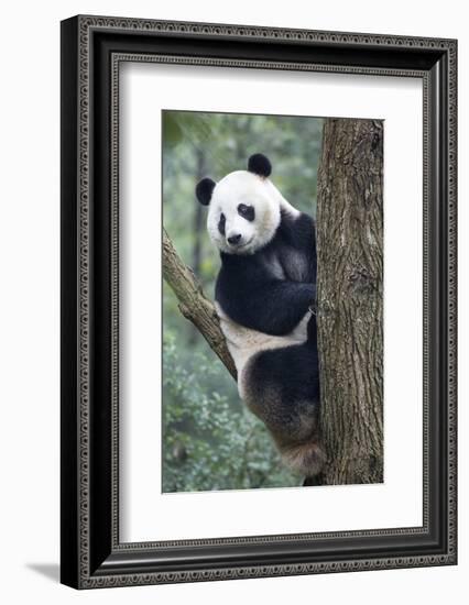 China, Sichuan, Chengdu, Giant Panda Bear at Chengdu Research Base-Paul Souders-Framed Photographic Print