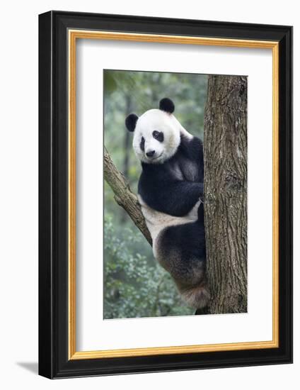 China, Sichuan, Chengdu, Giant Panda Bear at Chengdu Research Base-Paul Souders-Framed Photographic Print