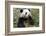 China, Sichuan, Chengdu, Giant Panda Bear Feeding on Bamboo Shoots-Paul Souders-Framed Photographic Print