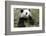 China, Sichuan, Chengdu, Giant Panda Bear Feeding on Bamboo Shoots-Paul Souders-Framed Photographic Print