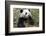 China, Sichuan, Chengdu, Giant Panda Bear Feeding on Bamboo Shoots-Paul Souders-Framed Photographic Print