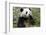 China, Sichuan, Chengdu, Giant Panda Bear Feeding on Bamboo Shoots-Paul Souders-Framed Photographic Print