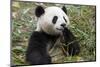 China, Sichuan, Chengdu, Giant Panda Bear Feeding on Bamboo Shoots-Paul Souders-Mounted Photographic Print