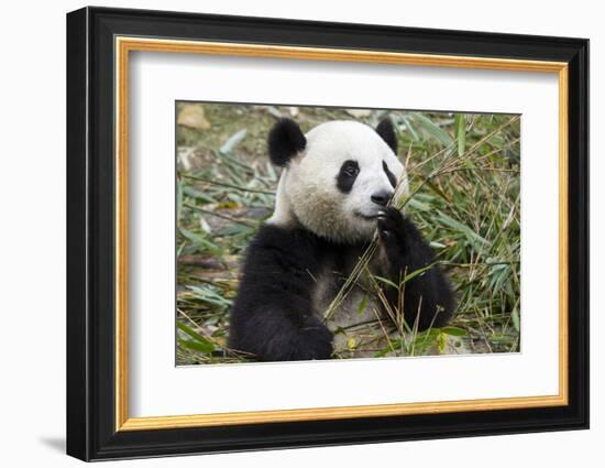 China, Sichuan, Chengdu, Giant Panda Bear Feeding on Bamboo Shoots-Paul Souders-Framed Photographic Print