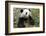 China, Sichuan, Chengdu, Giant Panda Bear Feeding on Bamboo Shoots-Paul Souders-Framed Photographic Print