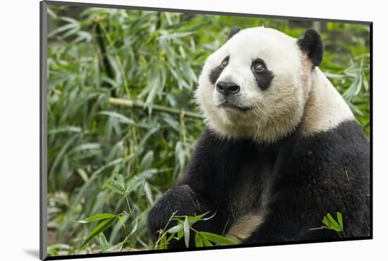 China, Sichuan, Chengdu, Giant Panda Bear Feeding on Bamboo Shoots-Paul Souders-Mounted Photographic Print