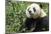 China, Sichuan, Chengdu, Giant Panda Bear Feeding on Bamboo Shoots-Paul Souders-Mounted Photographic Print